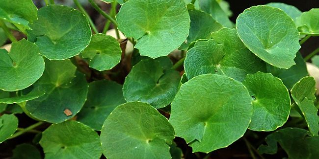Le gotu kola : l'élixir naturel pour des peaux en bonne santé
