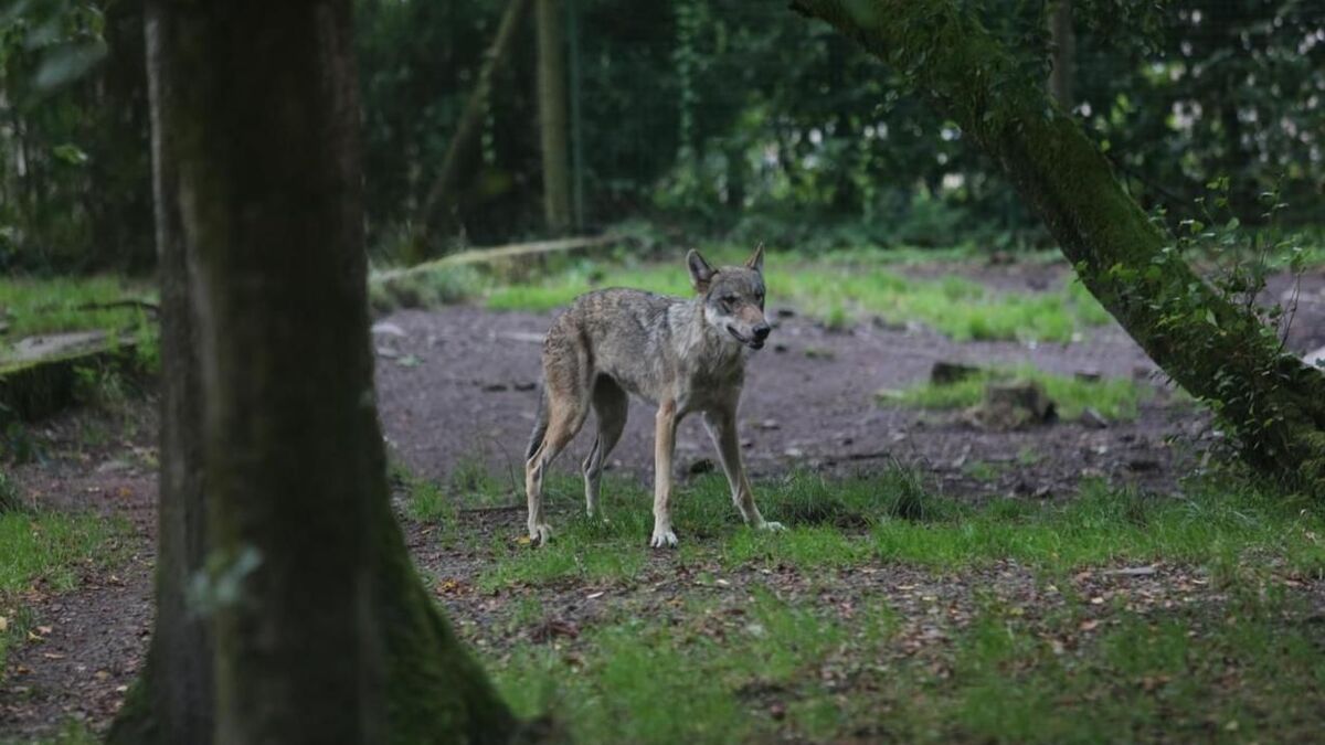 Le Conseil d’État empêche la chasse aux loups dans les Hautes-Pyrénées