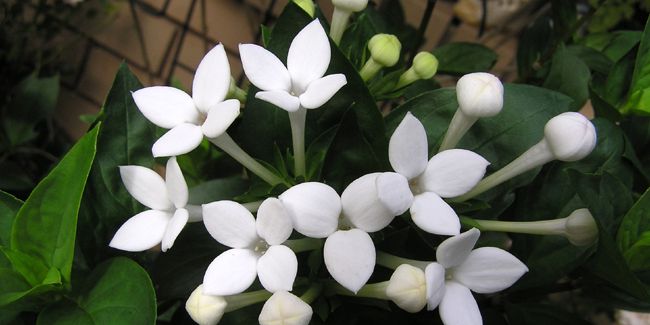 La bouvardie, une élégante fleur pour vos bouquets
