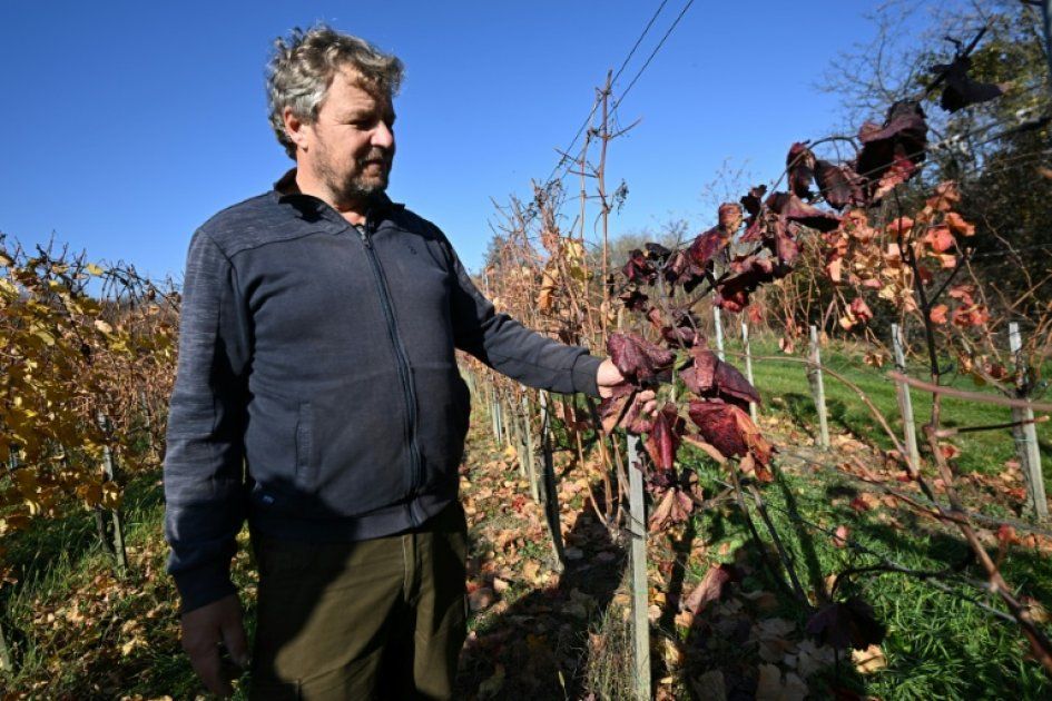 Flavescence dorée : la viticulture hongroise en danger