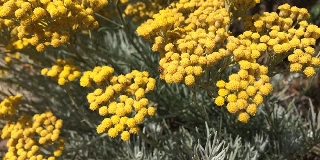 Un voyage au cœur de l'hélichryse