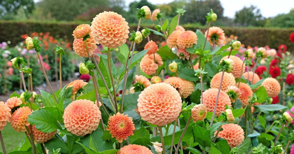 Fleurs éclatantes : optimisez votre jardin en un rien de temps