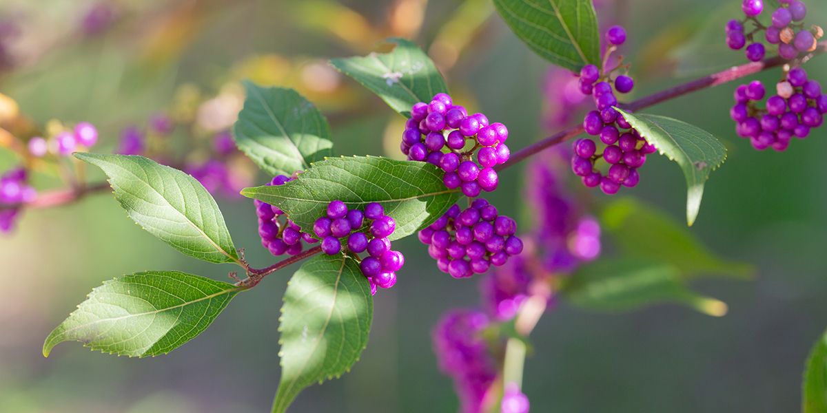Le Callicarpa : arbuste ornemental et coloré