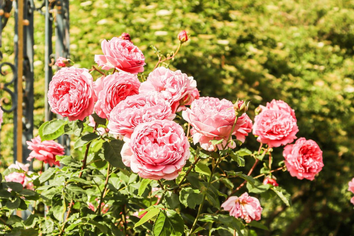 Le secret des rosiers en pleine floraison