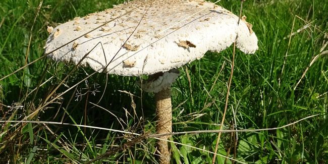 À la découverte de la coulemelle, un trésor gastronomique des sous-bois