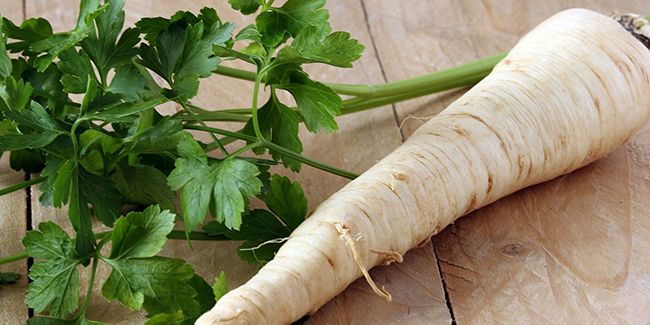 Le persil tubéreux : une racine pleine de surprises