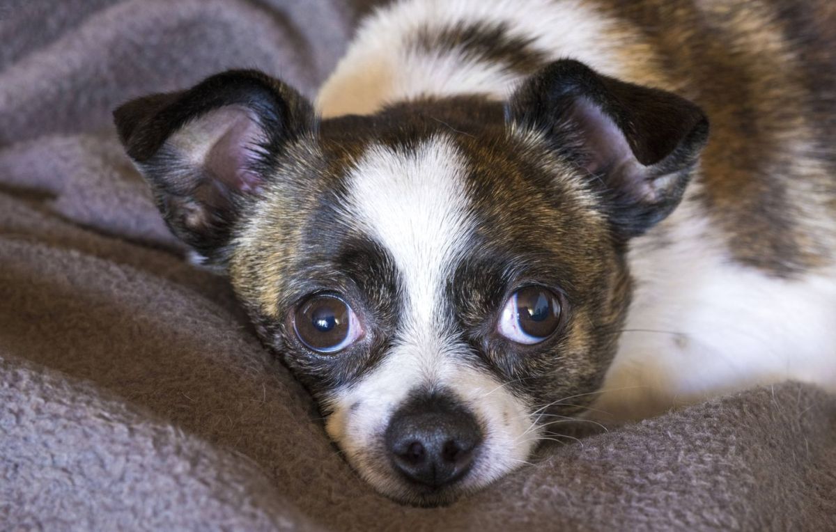 Une famille face à la tragédie : un chiot de deux jours succombe après un achat risqué