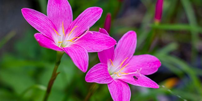 Lis zéphyr rose : l'éclat des pluies en jardin
