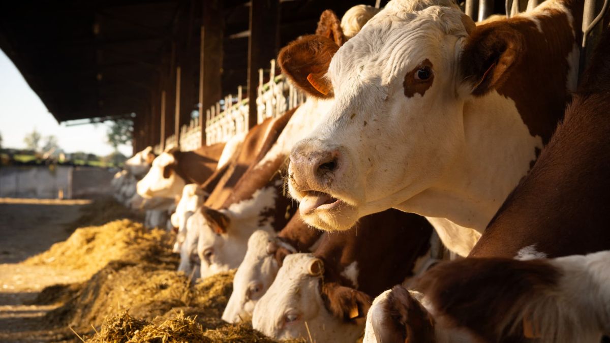 Les syndicats agricoles des Savoies soutiennent la lutte contre la dermatose nodulaire