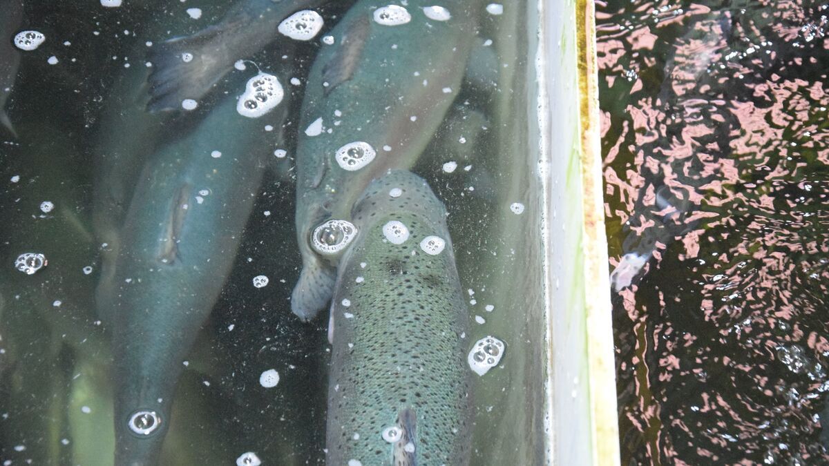 Du hangar au plat : le saumon d'élevage français fait peau neuve à Chartres