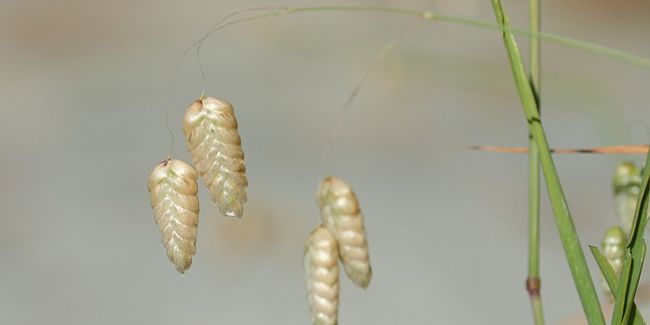 La grande brize : un trésor végétal à découvrir