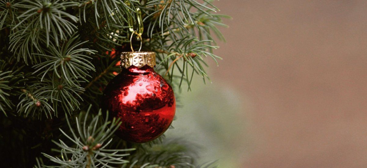 Que faire de son sapin après les fêtes : conseils pratiques