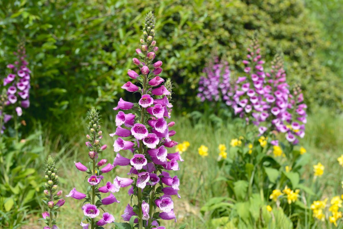 Créer le jardin de montagne de vos rêves