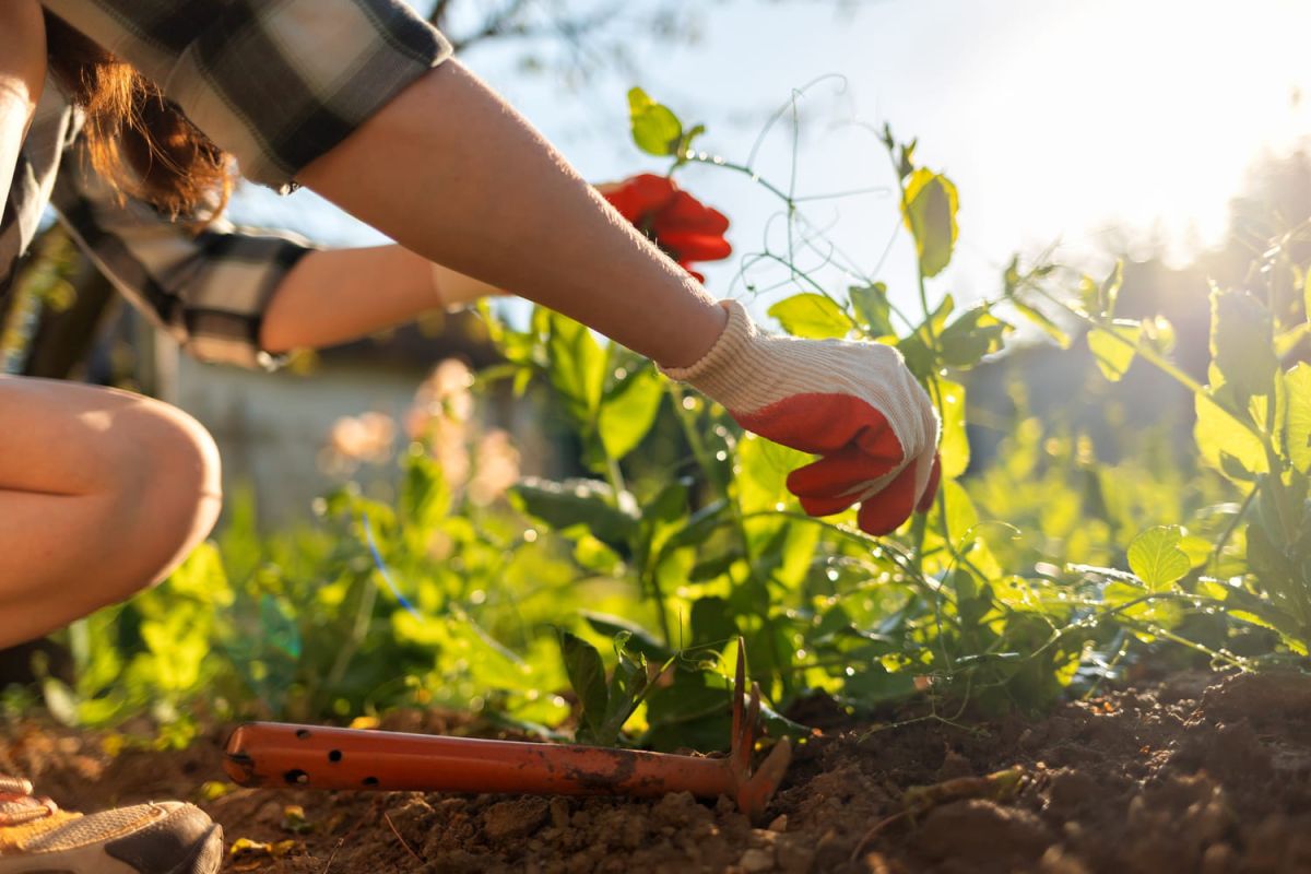 Un légume résilient pour les jardiniers en herbe