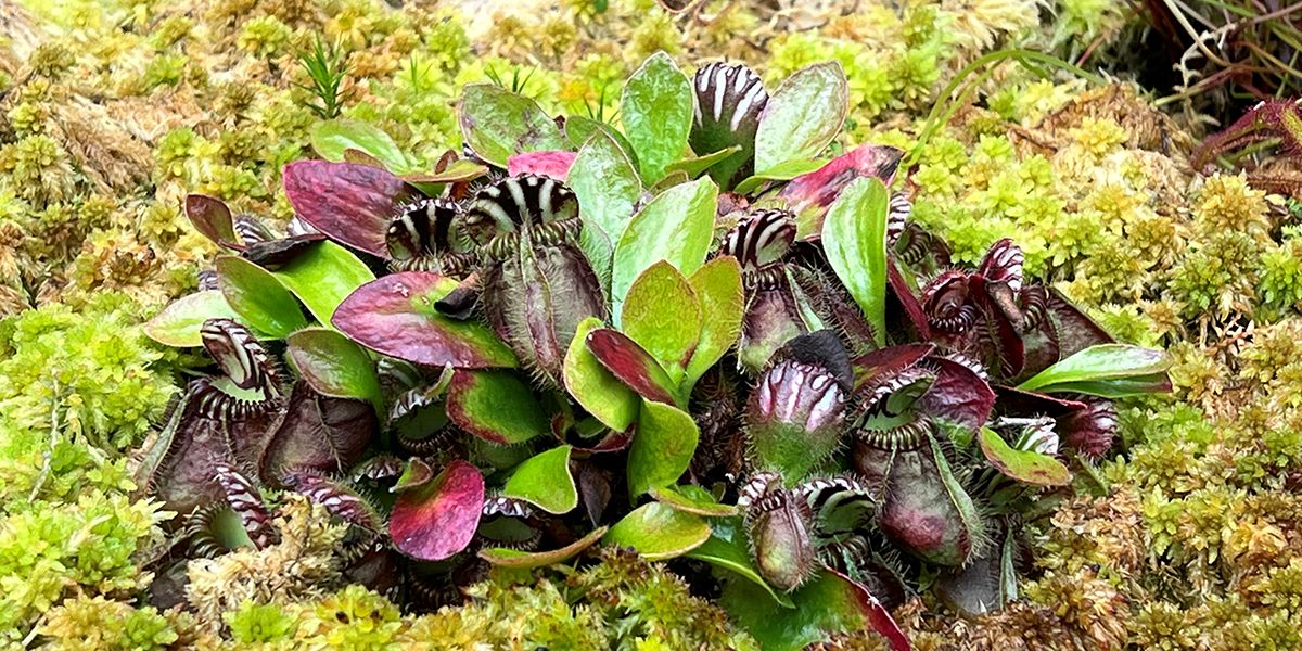 Cultiver des plantes carnivores en plein air : un guide indispensable