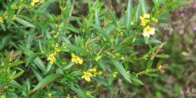 Le sinicuichi, un trésor botanique d'Amérique