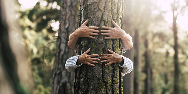 Se ressourcer en pleine nature : la magie des bains de forêt