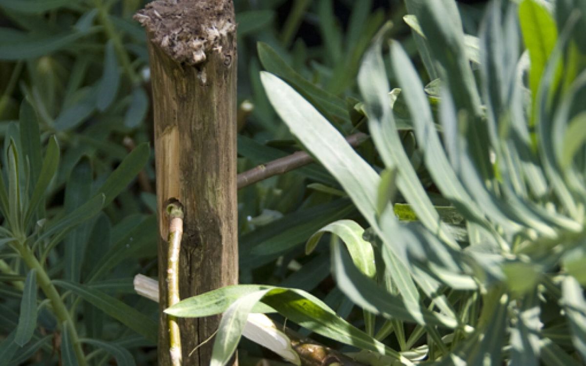 Donnez un coup de pouce à vos plantes avec des tuteurs faits maison