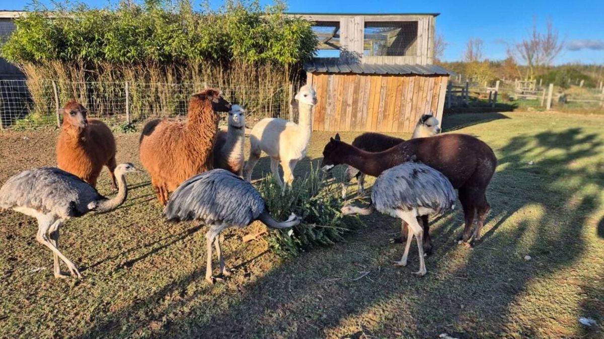 Une tradition festive : la collecte des sapins au parc animalier d'Écouves