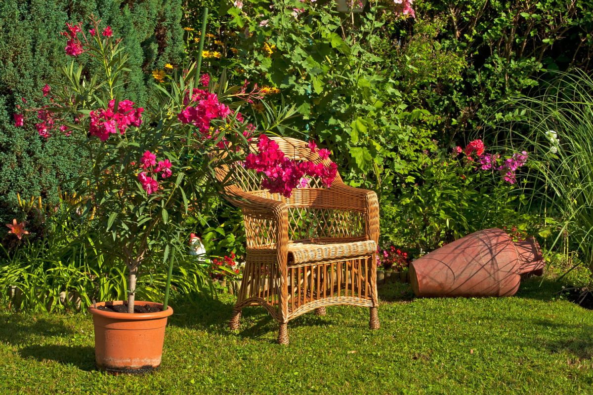 Les arbustes sur tige : une touche d'élégance au jardin