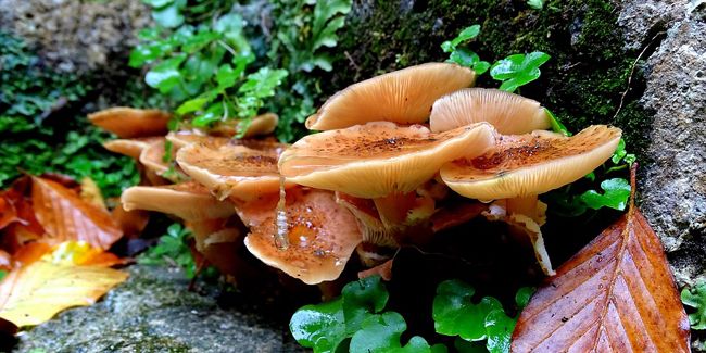 Identifier et traiter le pourridié : un champignon à ne pas négliger