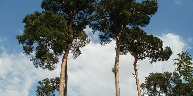 Le pin sylvestre, un allié de la nature