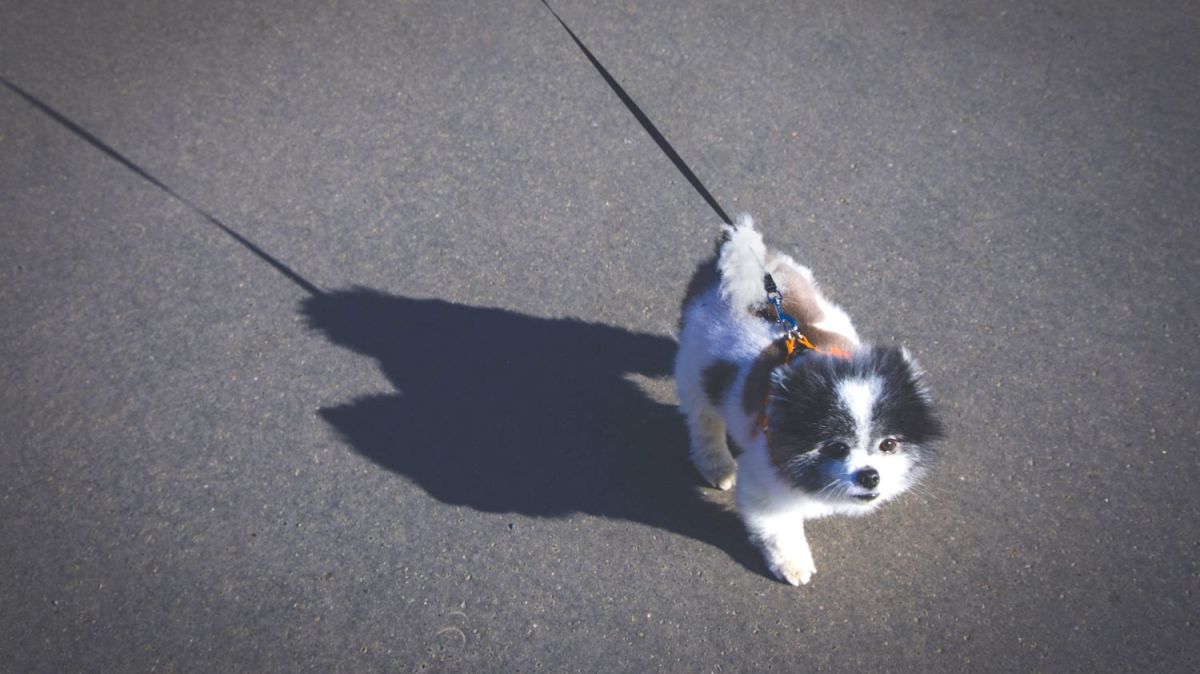 Danger sous les pattes : des chiens victimes d'électrocution à Paris