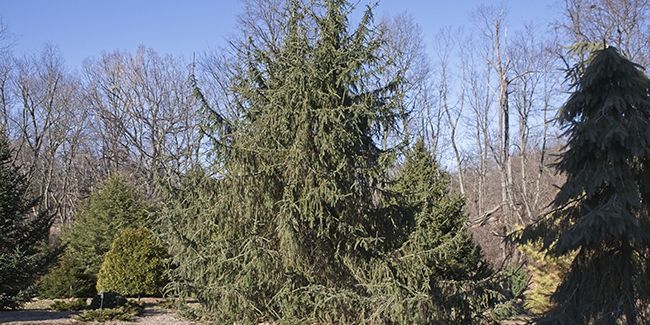 À la découverte de l'épinette blanche