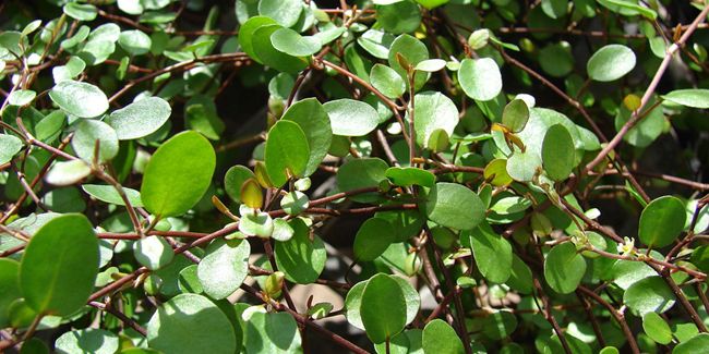 Découvrez le muehlenbeckia : une plante grimpante au charme unique