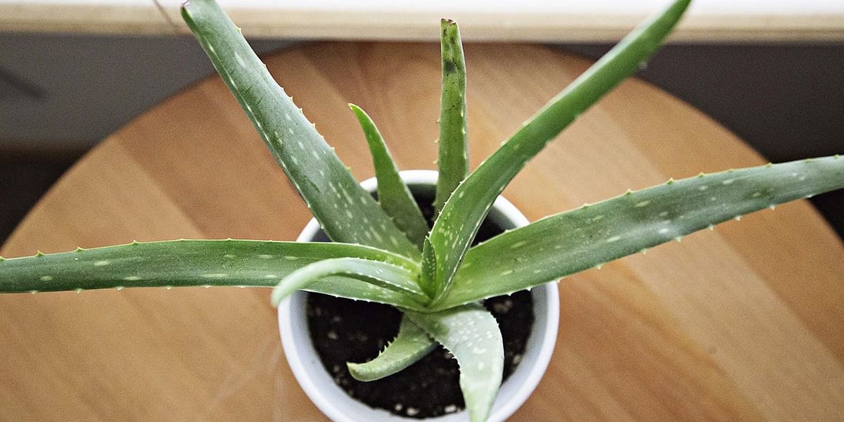 Le trésor d'Aloe vera : une plante aux nombreux bienfaits