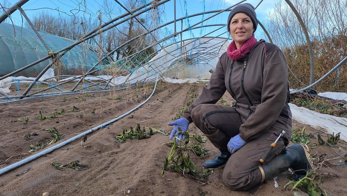 La tempête Goretti : des agriculteurs en lutte face à des dégâts dévastateurs