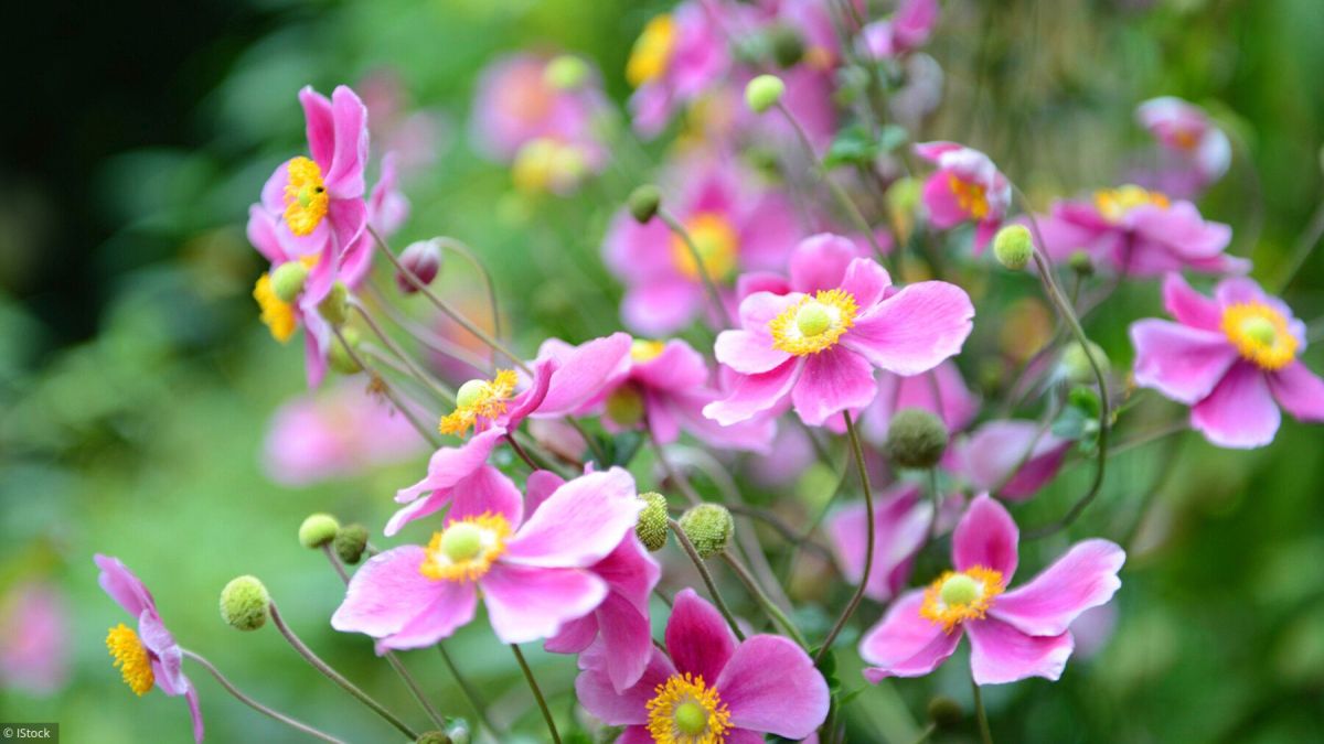 Les anémones : des joyaux vivaces pour embellir votre jardin