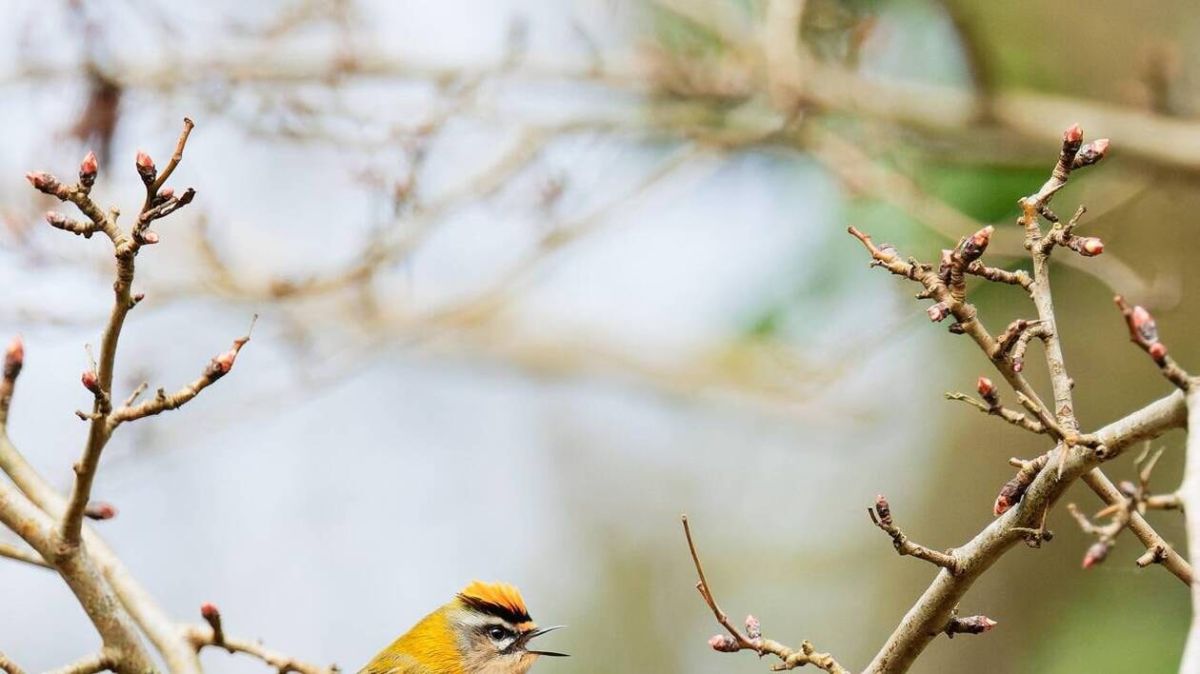 Le comptage des oiseaux de Cherbourg se déplace après la tempête Goretti