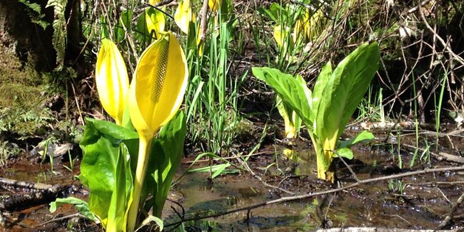 Arum bananier (Lysichiton americanus), le faux arum jaune