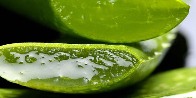 Aloe vera : propriétés, bienfaits et vertus pour la santé