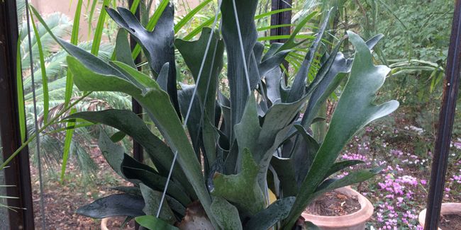 Fougère corne d'élan (Platycerium bifurcatum)