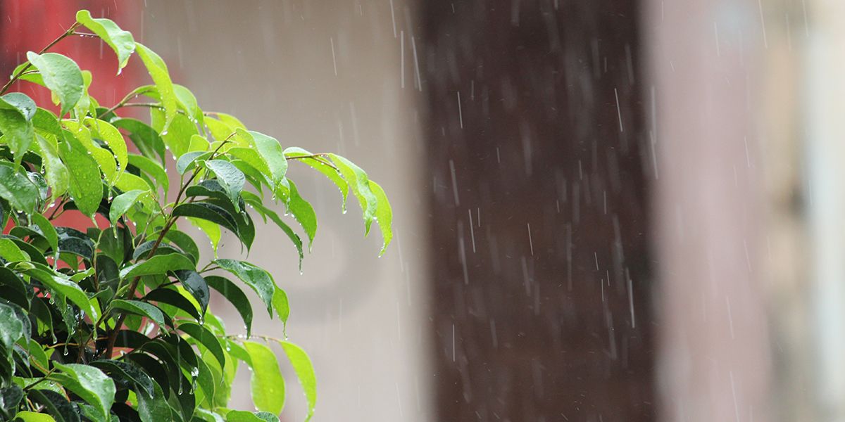 Sortir ses plantes vertes sous la pluie : bon choix ou erreur ?