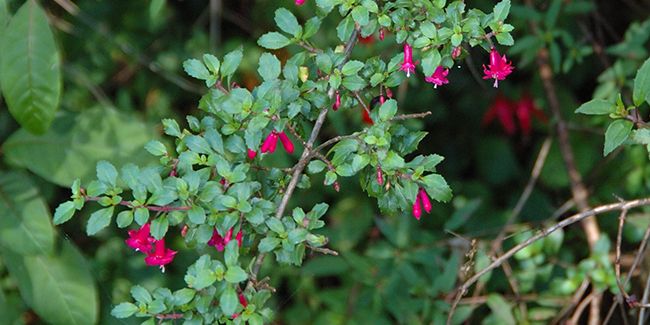 Fuchsia à petites feuilles, une merveille botanique