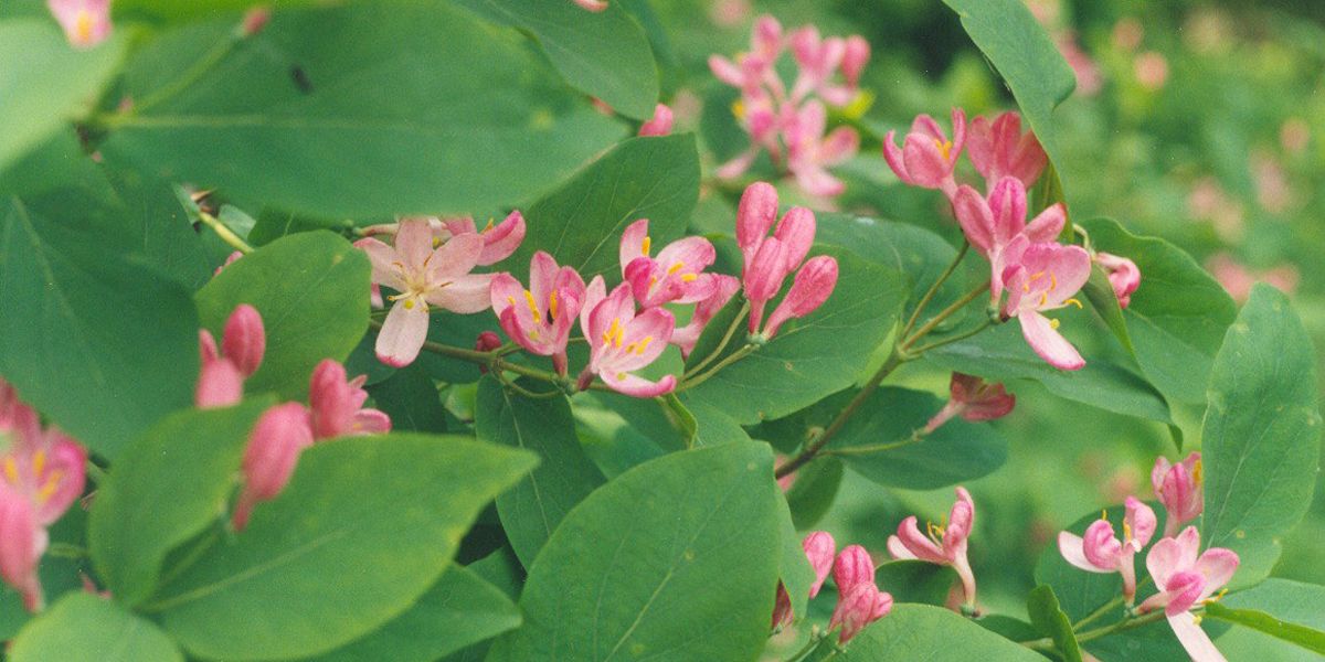Chèvrefeuille de Tartarie (Lonicera tartarica) : un atout pour la biodiversité
