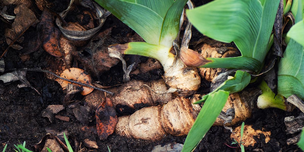 Planter des iris au jardin : le guide complet