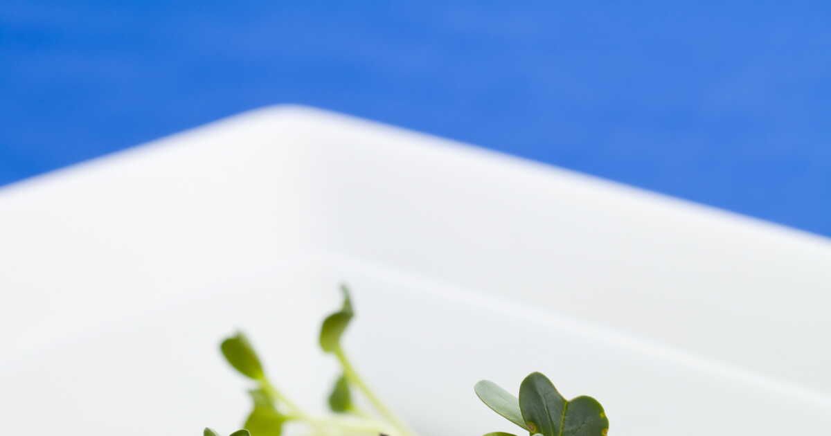 découvrez des recettes festives inoubliables venues de la réunion