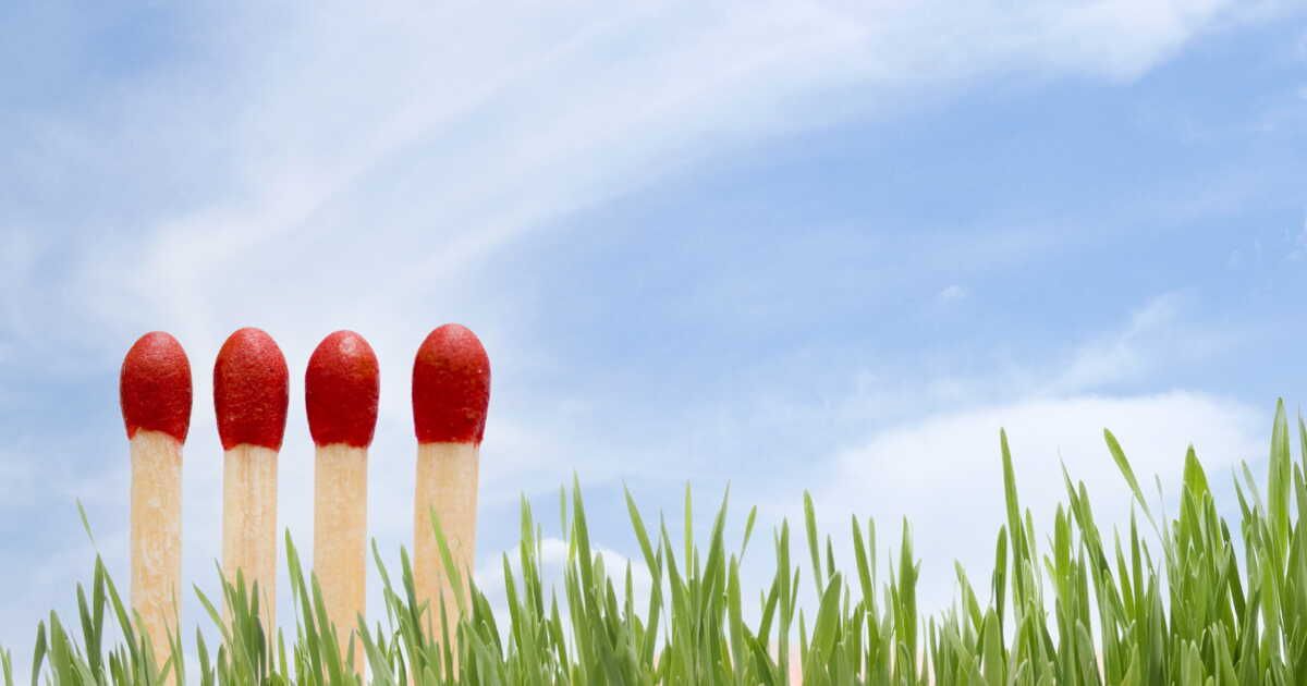 les secrets surprenants des allumettes pour vos plantes