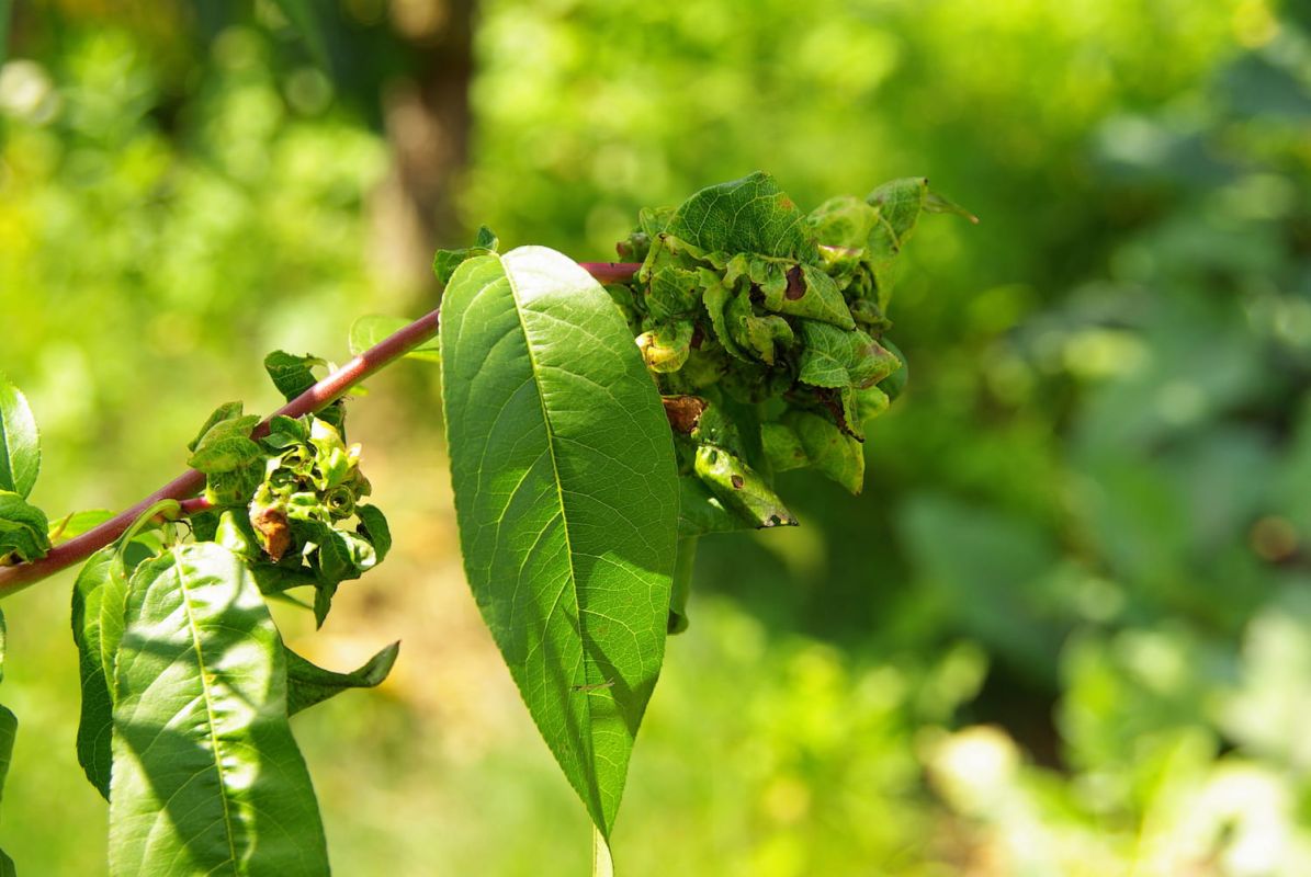 Comment traiter la cloque du pêcher naturellement ?