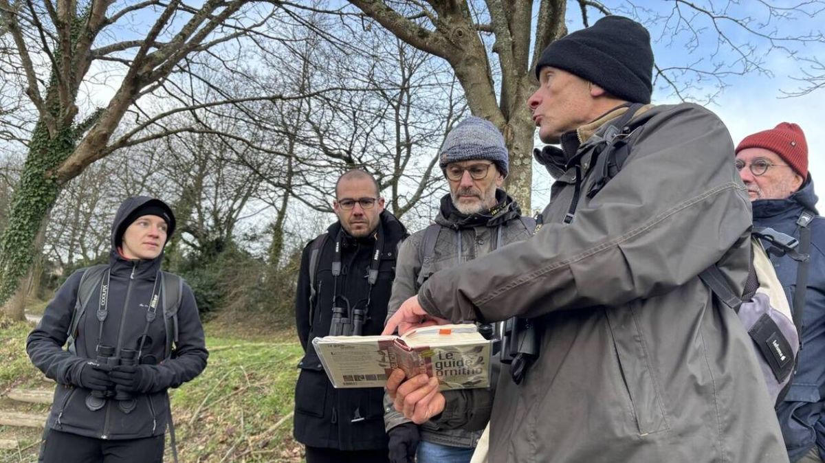 La biodiversité en danger : les passereaux du Grand Cotentin en déclin