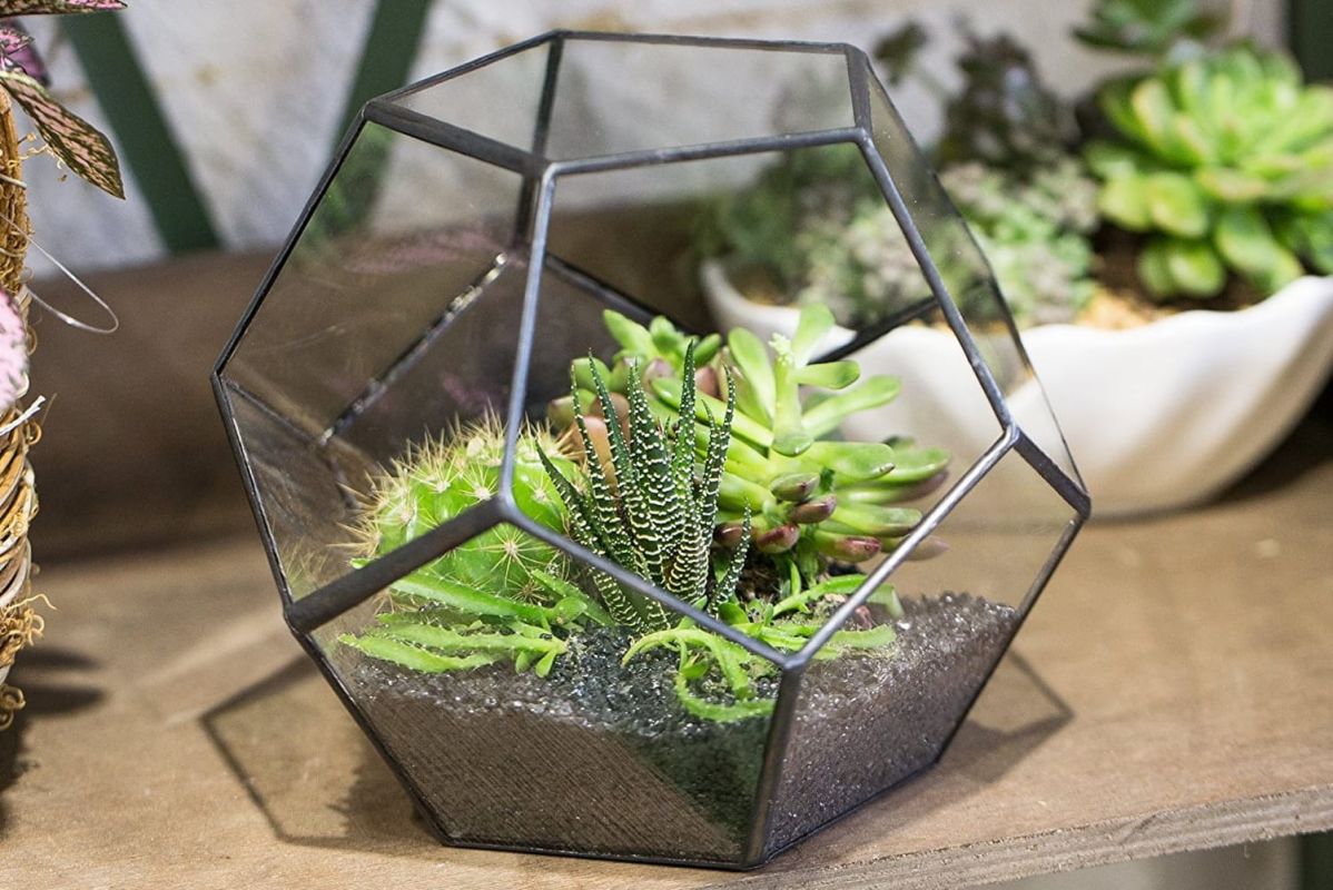 Un terrarium chez soi : l'art de la plante en milieu clos