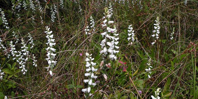 À la découverte de la spiranthe odorante, une orchidée fascinante
