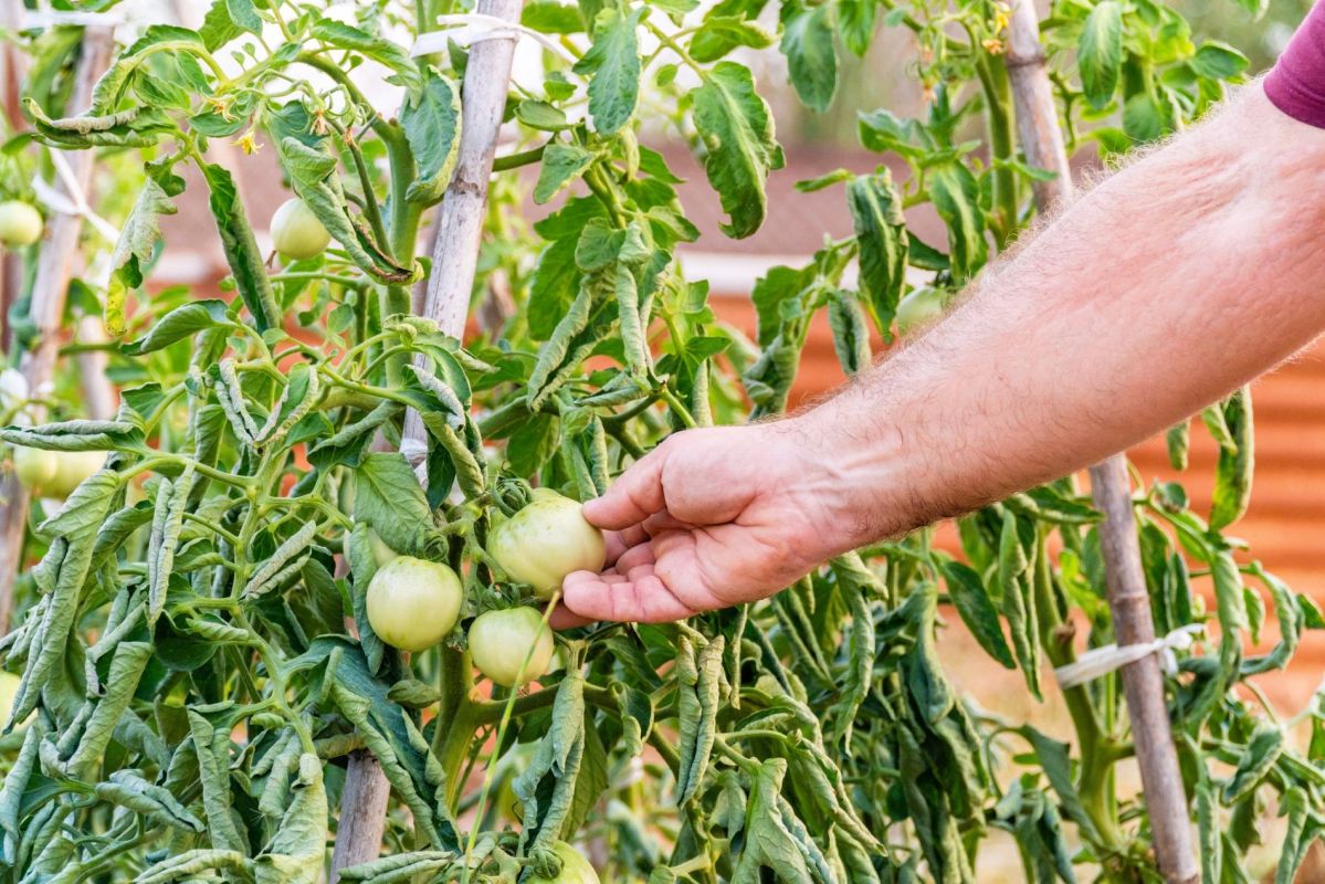 Le secret des maraîchers pour des tomates éclatantes plus rapidement