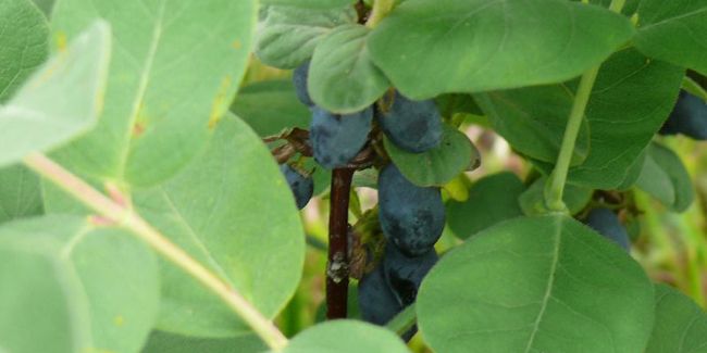 Camérisier (Lonicera caerulea), le chèvrefeuille comestible