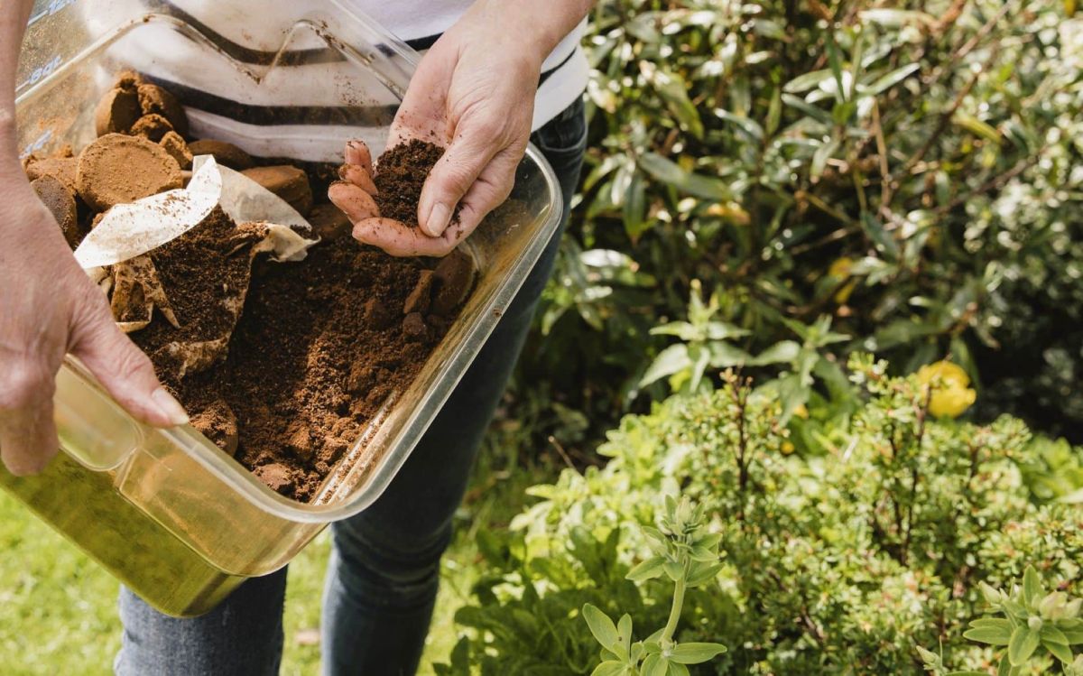 Des plantes qui s'épanouissent grâce au marc de café : découvrez les secrets de leur croissance