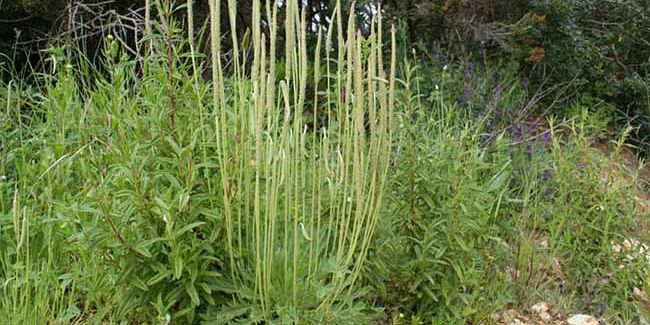 À la redécouverte du plantain corne-de-cerf, trésor gastronomique oublié